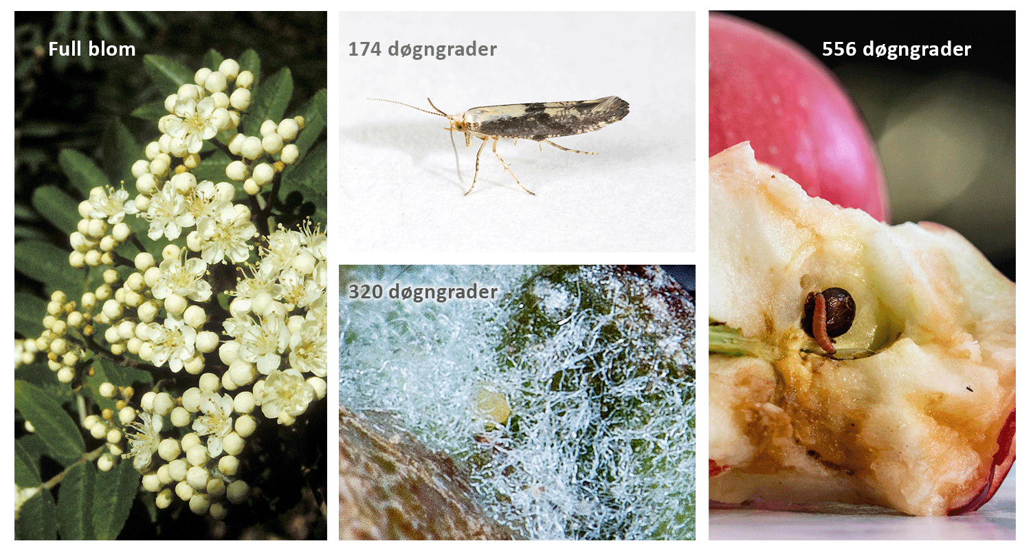 applefruitmoth/static/applefruitmoth/applefruitmoth.png