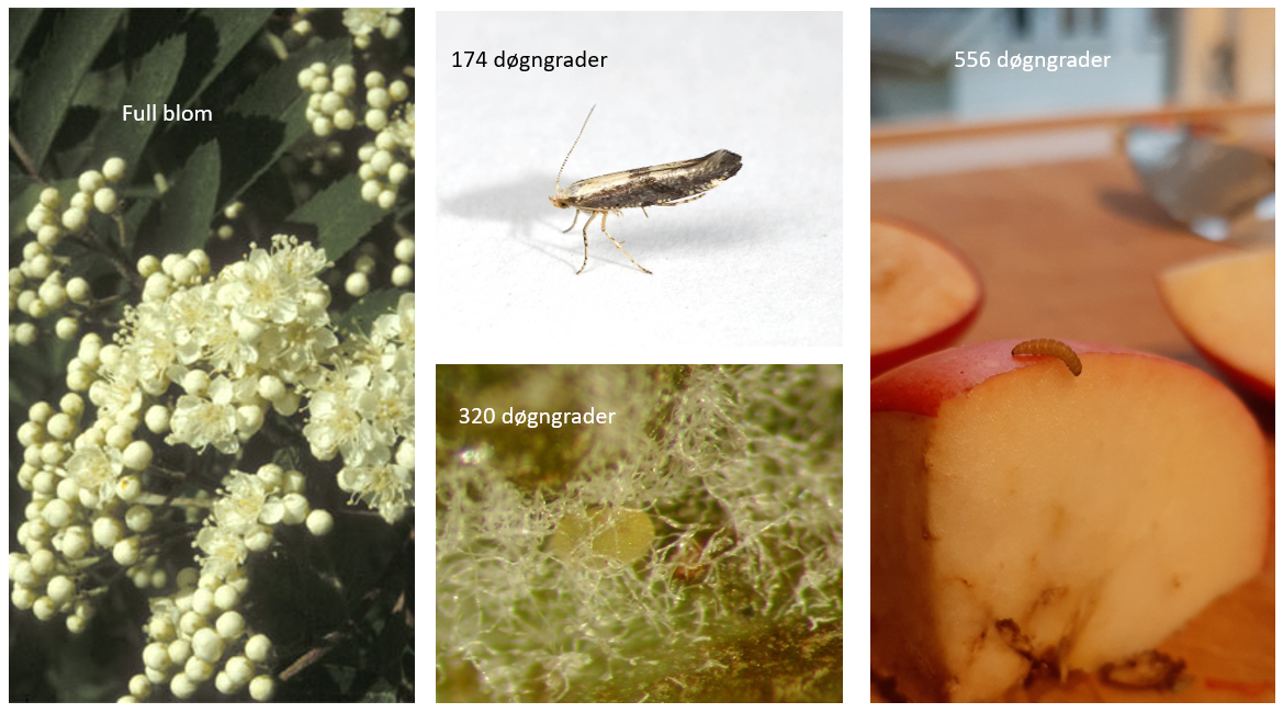 applefruitmoth/static/applefruitmoth/applefruitmoth.png