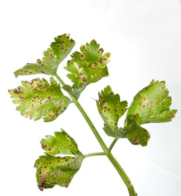 S. apiicola in celery (Photo: E. Fløistad, NIBIO)